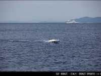 50bonzi_white_blue4